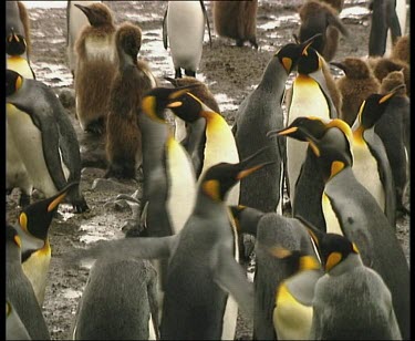 Penguin trying to make way through colony