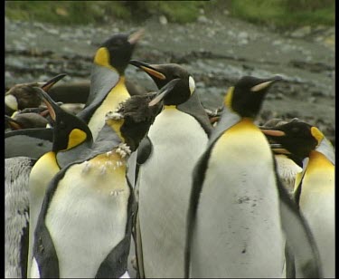 Penguins pecking and fighting