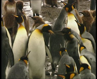 Penguins pecking and fighting