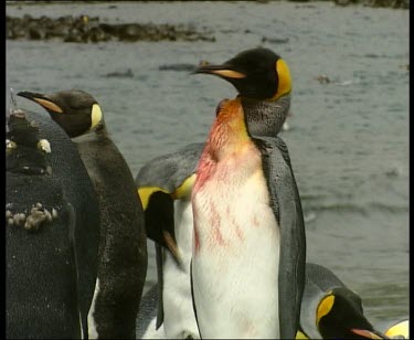 wounded king penguin with large sore on neck