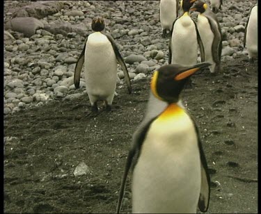 penguin waddles towards camera