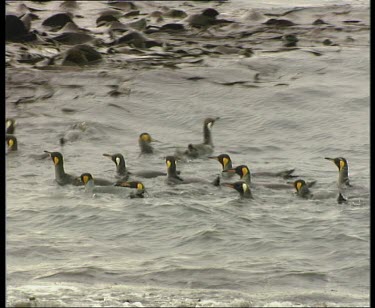 raft of swimming penguins with seaweed in background