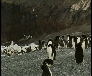 Colony rookery of Adelie penguins. An Antarctic great petrel runs through towards the sea.