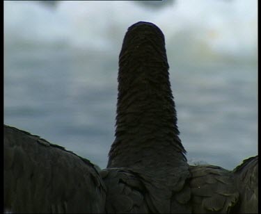 Antarctic giant petrel with wings outstretched facing away from camera
