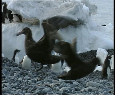 Two Antarctic giant petrels.