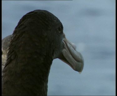 Head and beak of Antarctic giant petrel