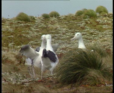 Three wandering albatrosses calling and displaying