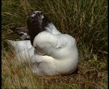 Wandering albatross on nest with young chick