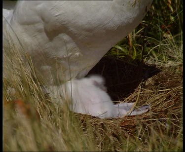 Very young albatross chick and adult