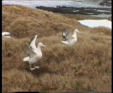 Albatross takes off, flying