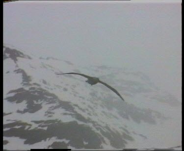 Albatross gliding flying