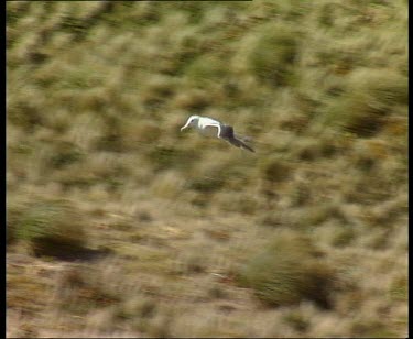 Albatross gliding flying