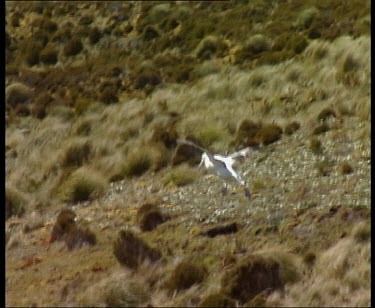 Albatross landing