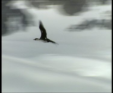 Imperial shag flying