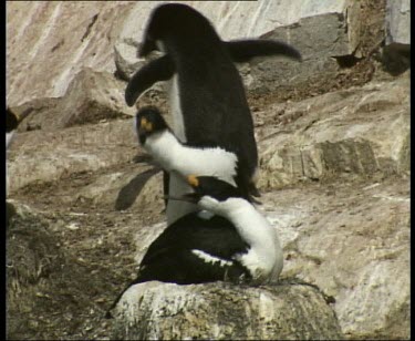 Imperial shags nesting