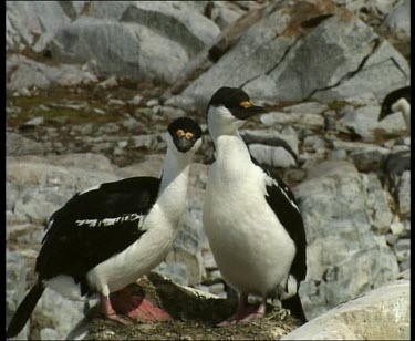 Imperial shags nesting