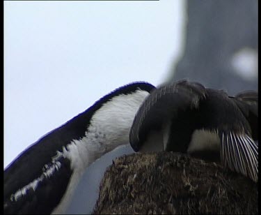 Adult feeding chick regurgitated food. Chick sticks entire head down adult's throat.