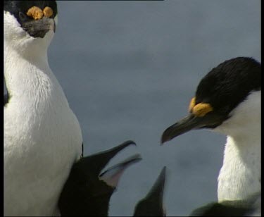 Adult feeding chick regurgitated food. Chick sticks entire head down adult's throat.