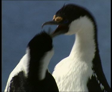 Large chick begging adult for food but there is none. Adult flies off to get food