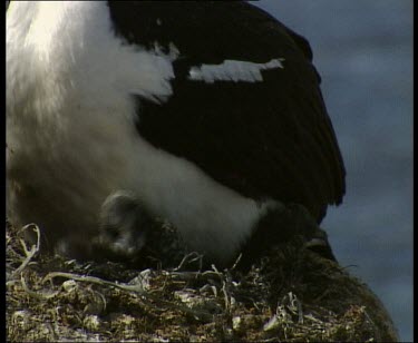 Shag nesting, sitting on chicks