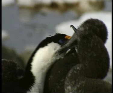 Adult feeding chick regurgitated food