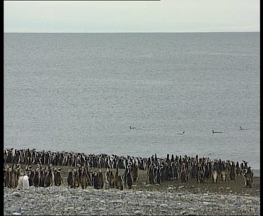 Magellan Penguins on beach and swimming as a raft