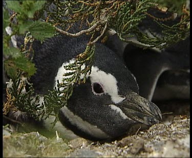 Penguin hiding in undergrowth