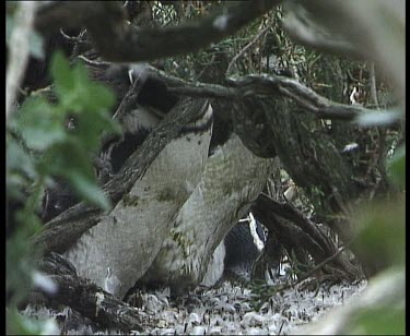 Penguin hiding in undergrowth