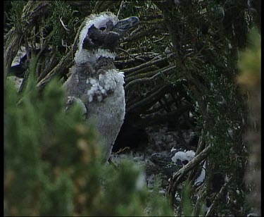 Chick, hiding in undergrowth, moulting into adult plumage