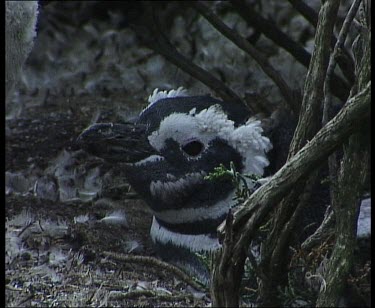 Chick, hiding in undergrowth, moulting into adult plumage