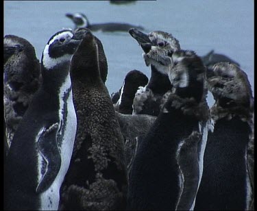 Penguins moulting, fluffy feathers around eyes
