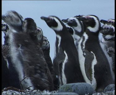 Moulting penguins waddle in tight bunch to liftoff screen