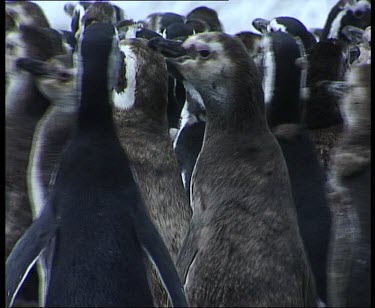 Moulting penguins waddle in tight bunch away from camera