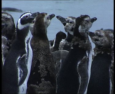 Moulting penguins all huddled together