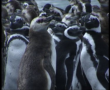 Moulting penguins all huddled together