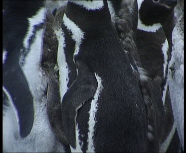Moulting penguins, show pink around eyes, all huddled together