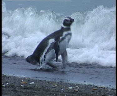 Penguin waddles along beach and dives into sea as wave crashes