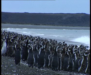 En mass penguins waddle and dive into sea