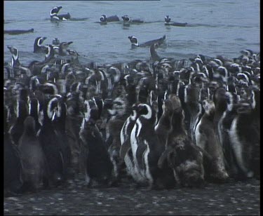 En mass penguins waddle and dive into sea. Raft of penguins swimming in background.
