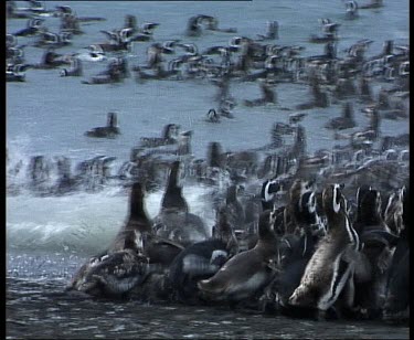En mass penguins waddle and dive into sea and swim as a raft