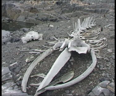 Beached whale skeleton