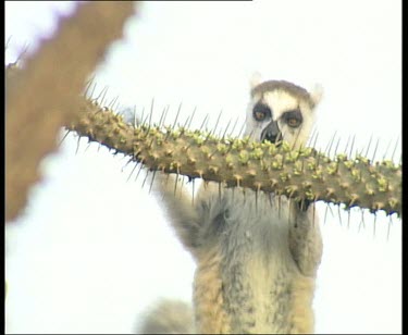 Tilt Down and Up, Ring tailed lemur feeding on flowers of spiny forest tree
