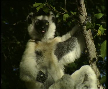 Sifaka sitting on branch of tree, holding on to branch.