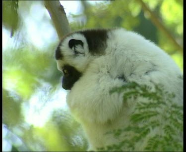 Sifaka in tree, looking to camera