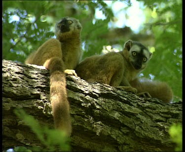 LA. Two brown lemurs sitting in tree