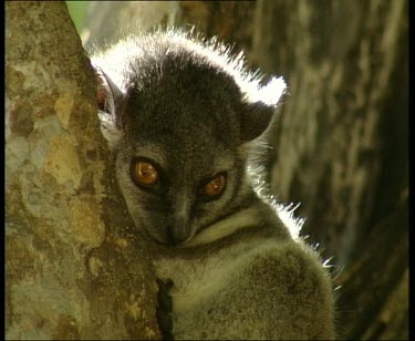 Sportive Lemur huddling close to branch, lit from behind.