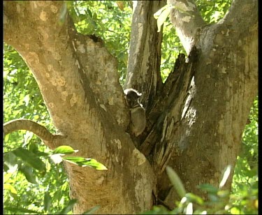 Sportive Lemur huddling close to branch, lit from behind.