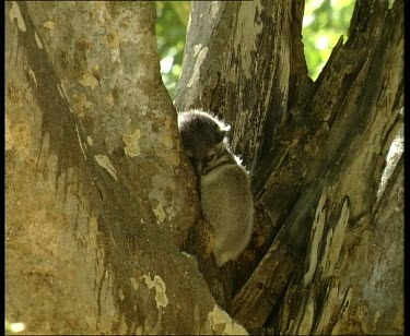 Sportive Lemur huddling close to branch, lit from behind. Sleeping.