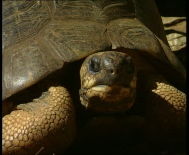 Madagascar giant tortoise