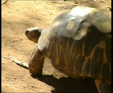 HA. Madagascar giant tortoise walking